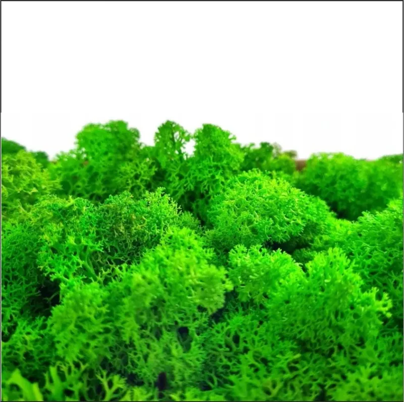 Palmy z mchem – ekologiczny obraz z mchem